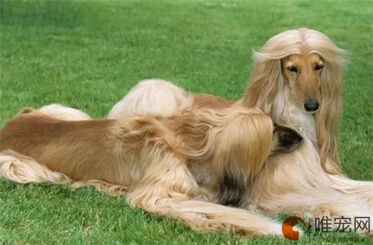 阿富汗猎犬训练方法是怎样的 如何饲养 阿富汗猎犬训练方法是怎样的 如何饲养