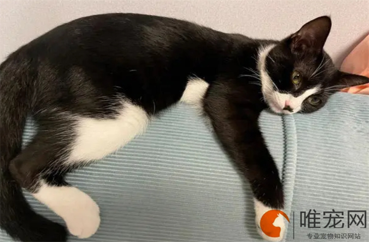 奶牛猫不吃东西没精神是怎么回事 如何处理 奶牛猫不吃东西没精神是怎么回事 如何处理