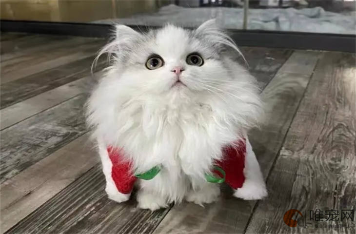 拿破仑猫最爱吃的10种食物清单 拿破仑猫最爱吃的10种食物清单