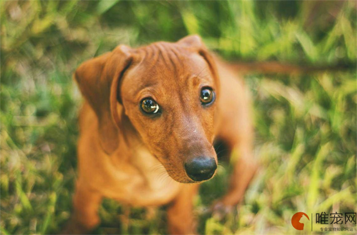 腊肠犬几个月开始训练 腊肠犬几个月开始训练