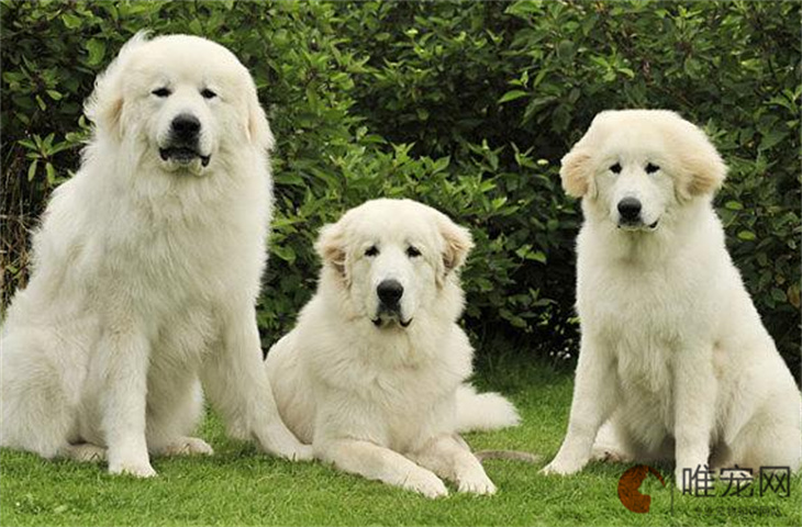 大白熊犬多久洗一次澡比较好 洗澡的注意事项有哪些 大白熊犬多久洗一次澡比较好 洗澡的注意事项有哪些