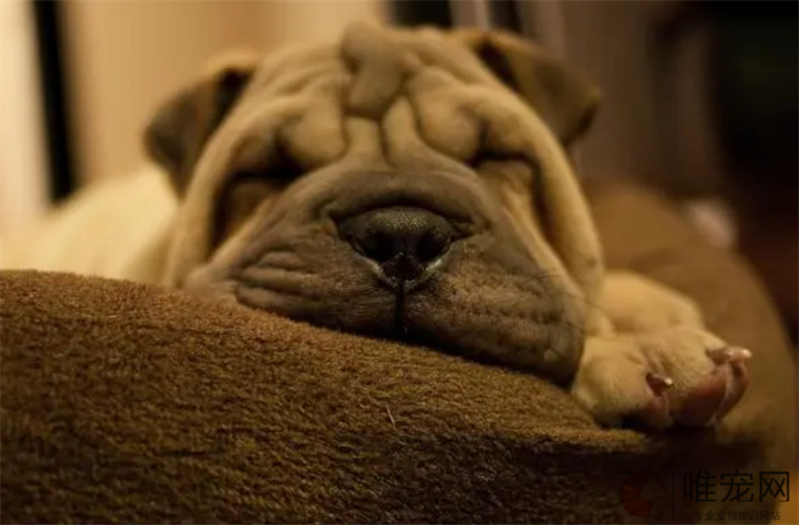 沙皮犬怎么能养熟 沙皮犬怎么能养熟