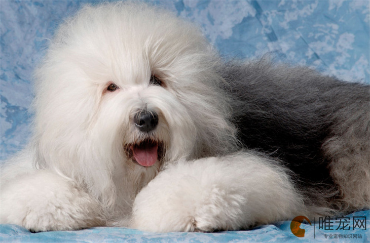 古代牧羊犬15天好养吗 古代牧羊犬15天好养吗