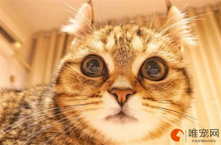 美国卷耳猫换主人能养熟吗 适不适合新手养 美国卷耳猫换主人能养熟吗 适不适合新手养