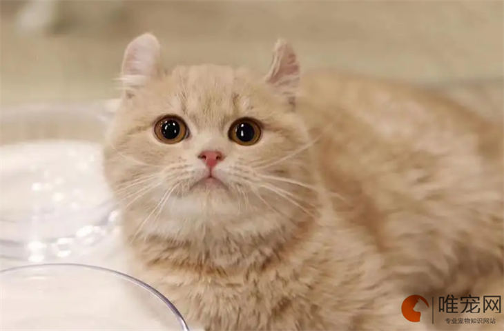 美国卷耳猫10天好养吗 美国卷耳猫10天好养吗