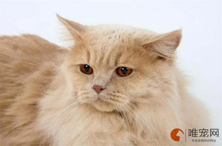 英国长毛猫不吃东西怎么办 最多能饿几天 英国长毛猫不吃东西怎么办 最多能饿几天