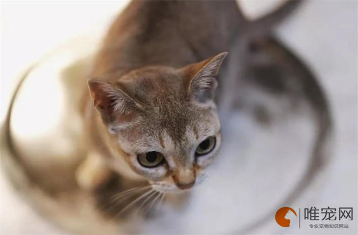 新加坡猫不粘人怎么办 什么原因导致的 新加坡猫不粘人怎么办 什么原因导致的