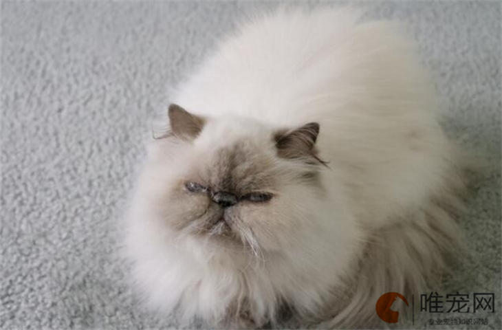 喜马拉雅猫不粘人怎么办 什么原因导致的 喜马拉雅猫不粘人怎么办 什么原因导致的