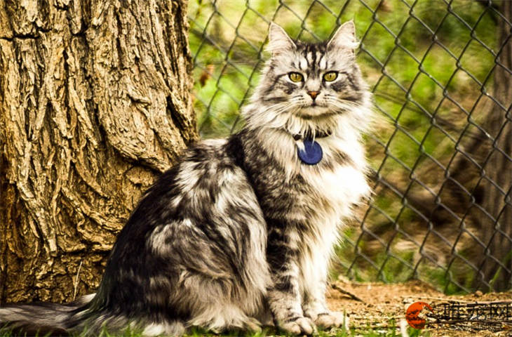 挪威森林猫不粘人怎么办 什么原因导致的 挪威森林猫不粘人怎么办 什么原因导致的