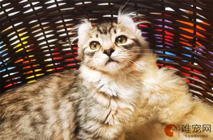 美国卷耳猫不粘人怎么办 什么原因导致的 美国卷耳猫不粘人怎么办 什么原因导致的