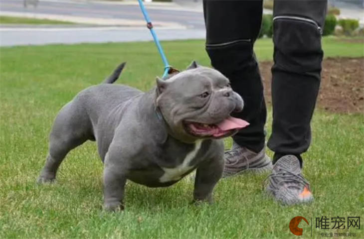 美国恶霸犬不吃东西怎么办 耐饿极限是几天 美国恶霸犬不吃东西怎么办 耐饿极限是几天