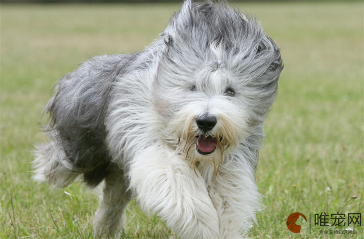 古代牧羊犬是禁养犬吗 