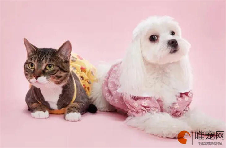 妙手医生的泪痕消口服液是猫狗通用吗 怎么服用 妙手医生的泪痕消口服液是猫狗通用吗 怎么服用