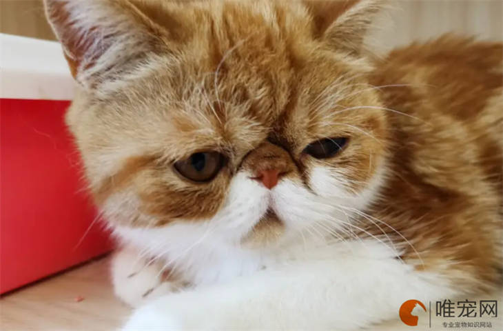 加菲猫眼睛发炎用什么眼药水 如何处理