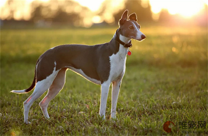 养灵缇犬的十大坏处 需要注意什么