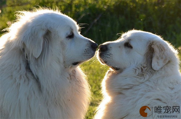 2023最火的大白熊犬名字大全