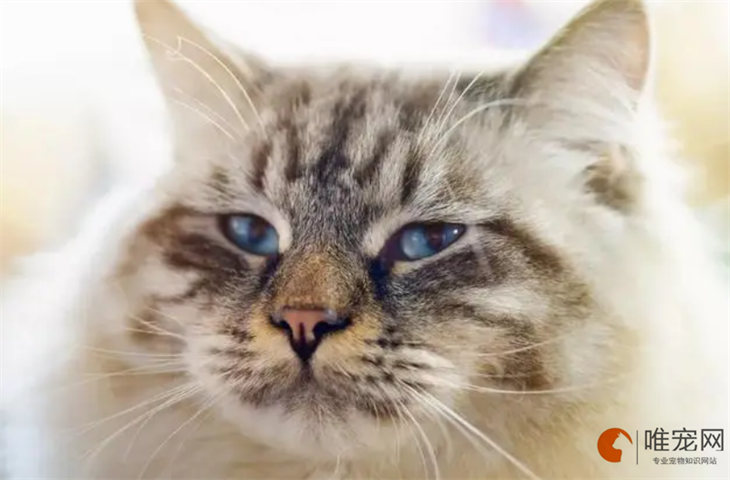 褴褛猫1到12个月变化图解