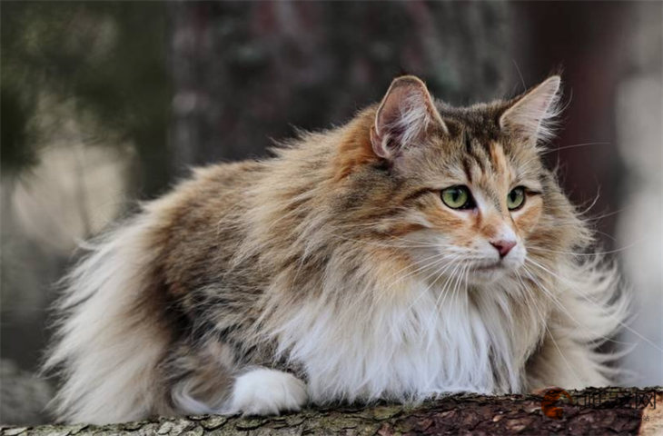 褴褛猫10天好养吗 褴褛猫10天好养吗