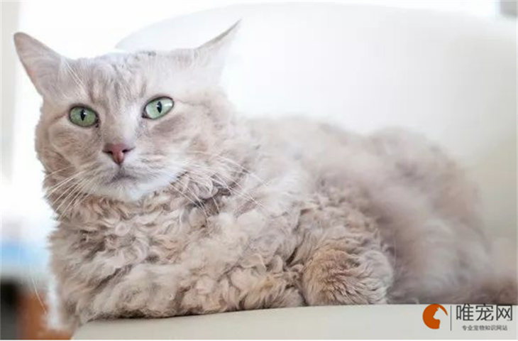 褴褛猫到新家多久能适应 要注意什么 褴褛猫到新家多久能适应 要注意什么