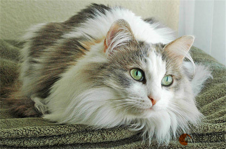 褴褛猫对主人会有感情吗 褴褛猫对主人会有感情吗