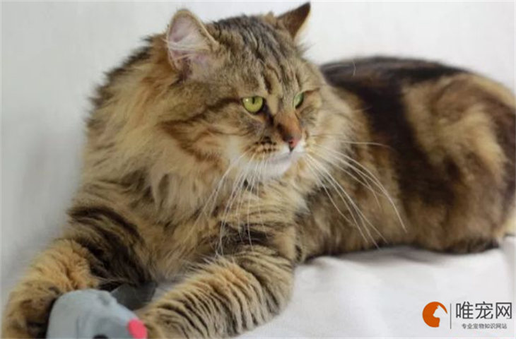 褴褛猫多久洗一次澡比较好 洗澡的注意事项有哪些 褴褛猫多久洗一次澡比较好 洗澡的注意事项有哪些