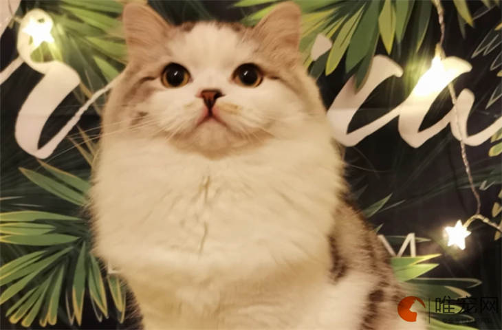 褴褛猫多少度会觉得冷 怎么知道冷不冷 褴褛猫多少度会觉得冷 怎么知道冷不冷