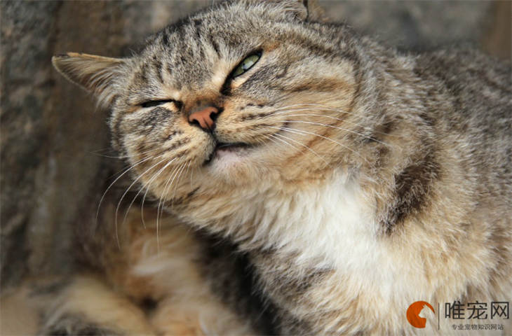 褴褛猫几个月最丑 什么时候变好看