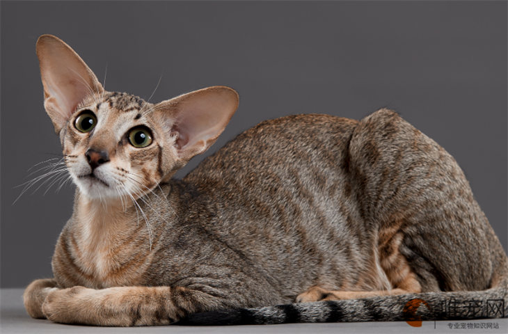 东方短毛猫伤心的表现 多大能听懂人话 东方短毛猫伤心的表现 多大能听懂人话