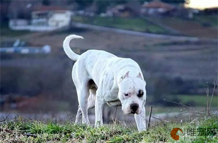 杜高犬为什么有腥臭味 如何去除