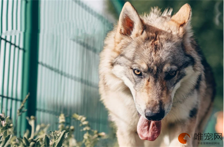 捷克狼犬不能吃的水果有哪些 饮食应该注意什么