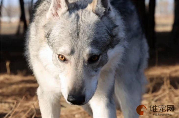 捷克狼犬40天好养吗