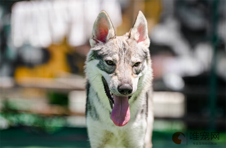 捷克狼犬不吃不喝只睡觉是怎么回事 如何解决