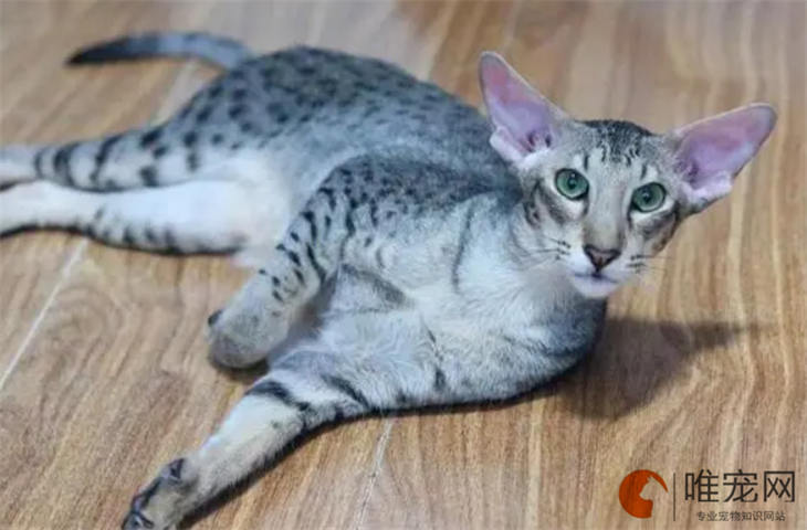 东方短毛猫不粘人怎么办 什么原因导致的 东方短毛猫不粘人怎么办 什么原因导致的
