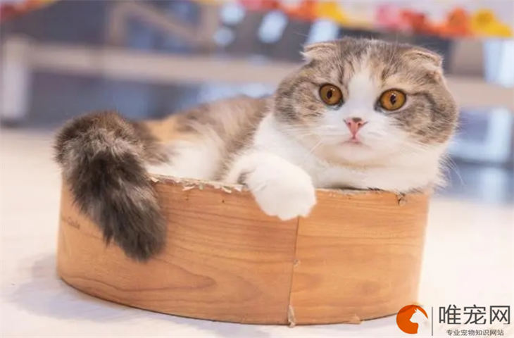 折耳猫没发病用吃软骨素吗 发病的征兆有哪些 折耳猫没发病用吃软骨素吗 发病的征兆有哪些