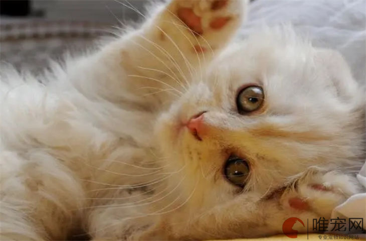 折耳猫吃什么牌子的软骨素好 排名前十的有哪些 折耳猫吃什么牌子的软骨素好 排名前十的有哪些