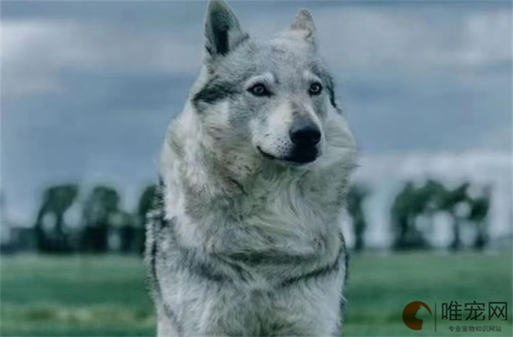 怎么看捷克狼犬是不是串 多少钱一只
