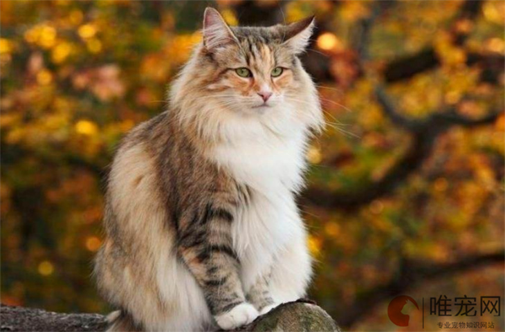 挪威森林猫一生只认一个主人吗 养多久才能认主