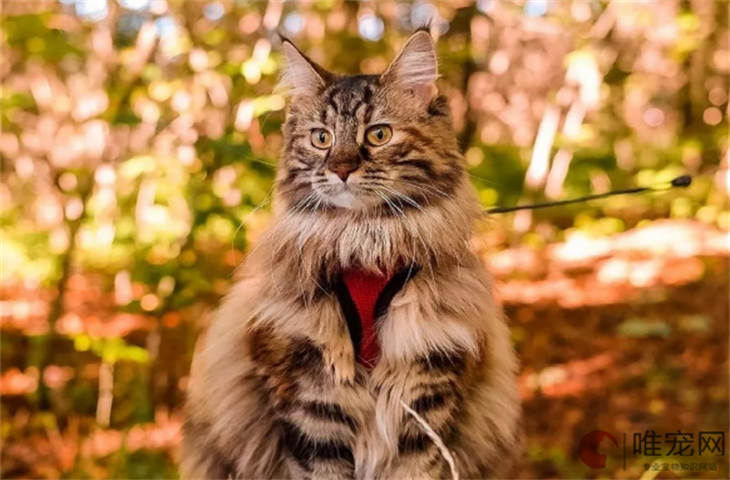 挪威森林猫伤心的表现 多大能听懂人话