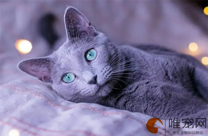 20天的俄罗斯蓝猫怎么养 需要注意什么