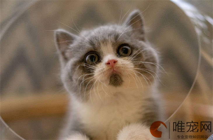 10天的英短猫怎么养 注意事项有哪些