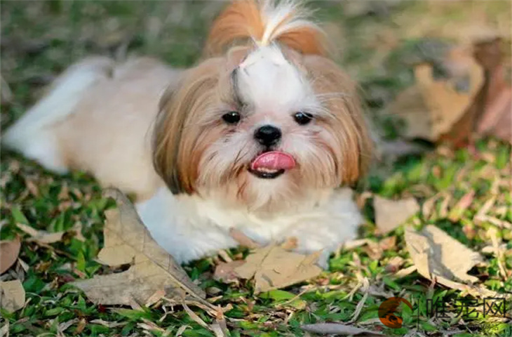 狗狗犬瘟热初期症状有哪些 能自愈吗