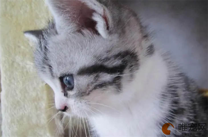猫咪流眼泪是怎么回事 如何预防