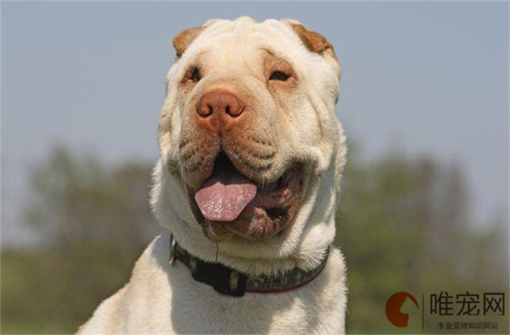 沙皮犬十大禁忌水果有哪些 沙皮犬十大禁忌水果有哪些
