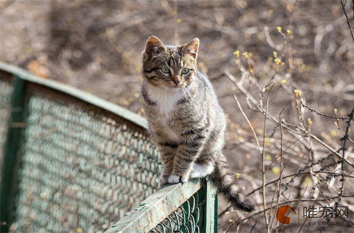 狸花猫不吃东西没精神是怎么回事 如何处理