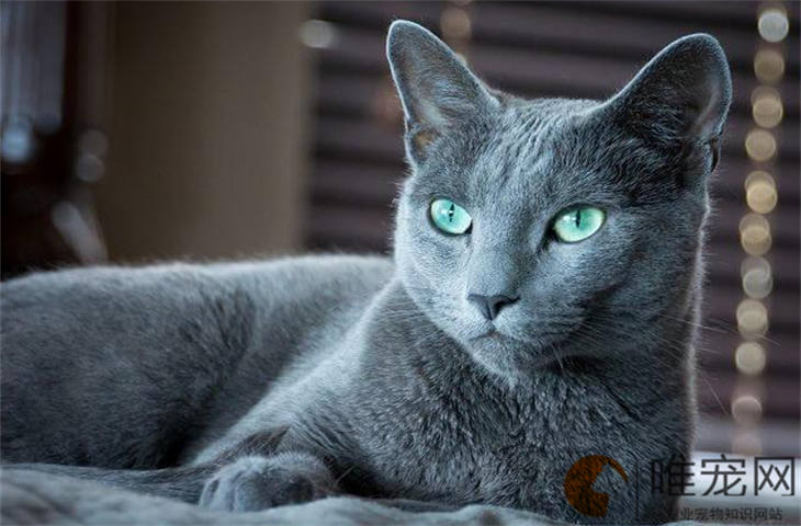 15天的俄罗斯蓝猫怎么养