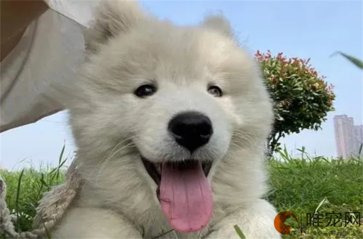 一个月幼犬用什么药驱虫 如何判断是否需要驱虫 一个月幼犬用什么药驱虫 如何判断是否需要驱虫