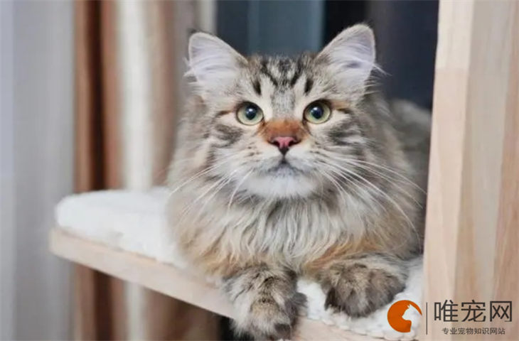 西伯利亚猫掉毛严重吗 什么原因引起的