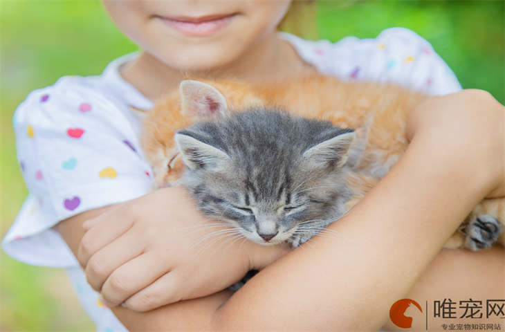 幼猫猫癣怎么治好得快 会传染给人吗