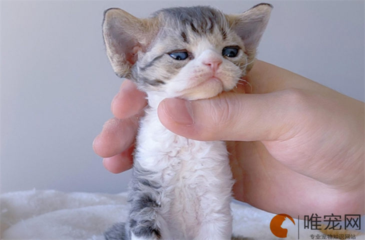 小猫身上一块块的脱毛是什么原因 如何处理 小猫身上一块块的脱毛是什么原因 如何处理