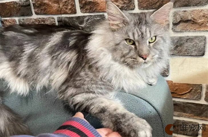 猫咪鼻子上的毛秃了一块什么原因 如何处理 猫咪鼻子上的毛秃了一块什么原因 如何处理